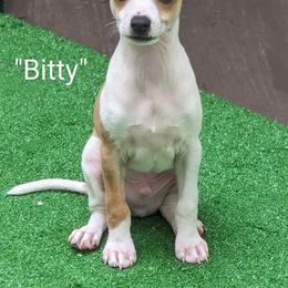 Italian Greyhound Puppies from Alura Italian Greyhounds