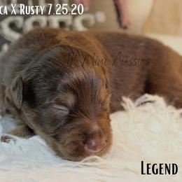 Miniature Australian Shepherd and Toy Australian Shepherd Puppies from TK Mini & Toy Aussies