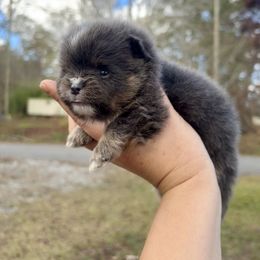 True Blue Tri dilute - Blue male Pomeranian puppy in Knoxville, Tennessee from Posh Parti Poms