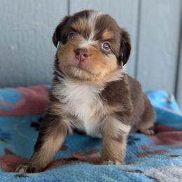 Haggis - Red merle male Toy Australian Shepherd puppy in Mountain Home, Idaho from LJK Boxers & Toy Aussies
