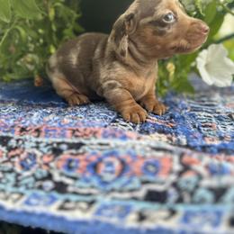 Dachshund, Poodle, and Yorkshire Terrier Puppies from Granny's babies