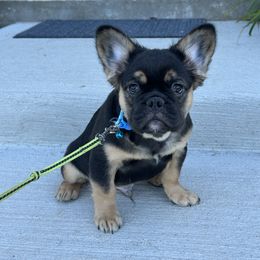 French Bulldog Puppies from Chanel & Co Frenchies