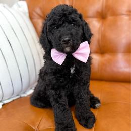 Pepper - Black male Goldendoodle puppy in Orangevale, California from Ugly Dad Doodles