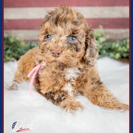 Playa - Merle female Cockapoo puppy in Connersville, Indiana from Deaz Doodle Ranch