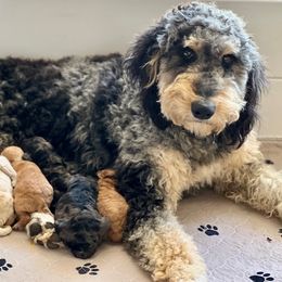 Bernedoodle, Goldendoodle, and Golden Mountain Dog Puppies from K+C Doodles