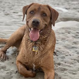 Dilute Retrievers and Labrador Retrievers from Loblockee Creek Labs of Auburn
