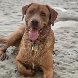 Dilute Retrievers and Labrador Retrievers from Loblockee Creek Labs of Auburn