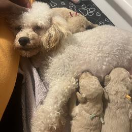 Poodle Puppies from J'Adore Doodles