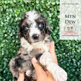 Mtn Dew - Blue merle male Aussiedoodle puppy in Corydon, Indiana from Ridgeline Doodles
