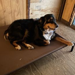 Lucy  - Australian Shepherd
