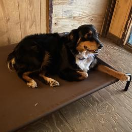 Lucy  - Australian Shepherd