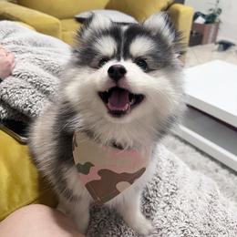 Pomsky Puppies from Pomsky Playpen