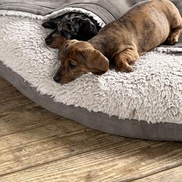 Dachshund Puppies from Witchy Woman’s Wiener’s