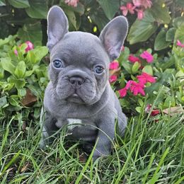 Thor (boy) - French Bulldog puppy from Let's keep it frenchie!