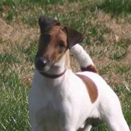 Smooth Fox Terriers from Stephanie Brockwell's Smooth Fox Terriers