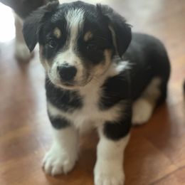RILEY - Black and tan male Pembroke Welsh Corgi puppy in Guilford, Indiana from Manning Family Farm