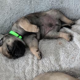 Rocky - Brindle male Pug puppy in Pensacola, Florida from Maritza's Pugs