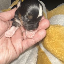 Girl 1 - Black and tan female Yorkshire Terrier puppy in Grant Town, West Virginia from Lauren's Yorkshire Terriers
