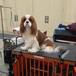 Liya - Cavalier King Charles Spaniel