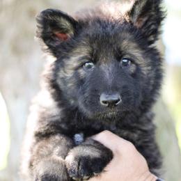 Gunther (Brown Collar) - Sable male German Shepherd puppy in Mason, Michigan from Sweet Breeze Acres