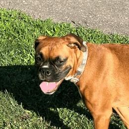 Cora - Boxer