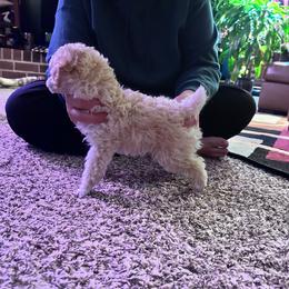 Zara - Cream female Poodle puppy in North Prince George, Virginia from ROYAL VISTA