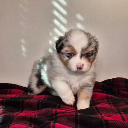 Rainier - Blue merle female Australian Shepherd puppy in Appomattox, Virginia from Danell Australian Shepherd