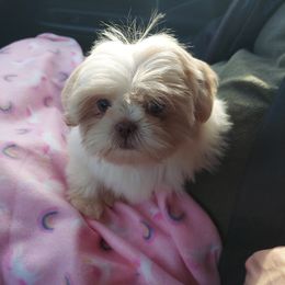 Shih Tzu Puppies from N.F.S.T Imperial ShihTzu Puppies.