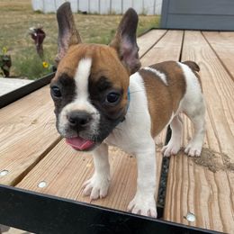 French Bulldog All Grown Up from Fancy Lance