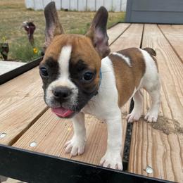 French Bulldog All Grown Up from Fancy Lance