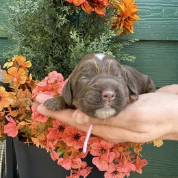 Honey - Liver and tan female English Cocker Spaniel puppy in Lake City, Florida from Ryndal & Co.