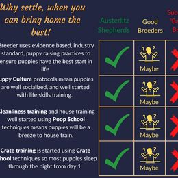 German Shepherd Puppies from Austerlitz German Shepherds