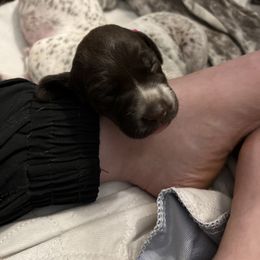 German Shorthaired Pointer Puppies from Bequest German Shorthaired Pointers