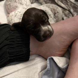 German Shorthaired Pointer Puppies from Bequest German Shorthaired Pointers