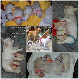 French Bulldog Puppies from Tran's Bullies