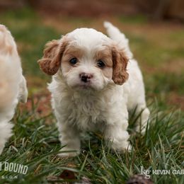 Assorted Doodle Crosses, Bichon Frise, Cavapoo, Goldendoodle, Labradoodle, and Schnoodle Puppies from Kingdom Bound By Design