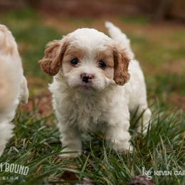 Assorted Doodle Crosses, Bichon Frise, Cavapoo, Goldendoodle, Labradoodle, and Schnoodle Puppies from Kingdom Bound By Design