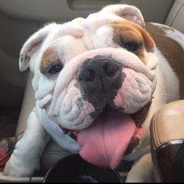 Bulldog All Grown Up from Trevino’s Bulldogs