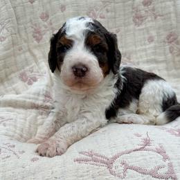River (blue collar boy) - Tri-color male Bernedoodle puppy in Colorado Springs, Colorado from Mercy Mountain Bernedoodles