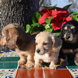 Dachshund Puppies from Renberg's Elite Dachshunds