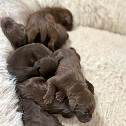 Nina - Liver female Pudelpointer puppy in Lakehills, Texas from Simply Southern Retrievers, LLC