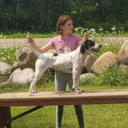 Delilah - American English Coonhound