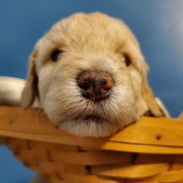 Goldendoodle and Poodle Puppies from Ben's Best Buddy Goldendoodles