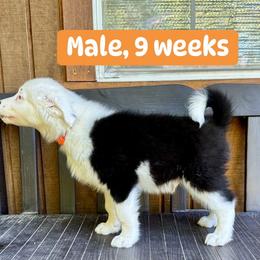 Orange collar - Black and white male Yakutian Laika puppy in Bethel, Ohio from Caldersong Kennels