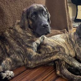 Mastiffs from 2A Mastifs