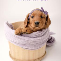 Winifred - Dark golden female Golden Retriever puppy in Buhl, Idaho from Atkinson's Goldens