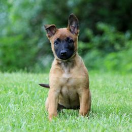 Calani - Fawn female Belgian Malinois puppy in Spencer, Indiana from Grit & Grace Malinois