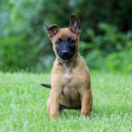 Calani - Fawn female Belgian Malinois puppy in Spencer, Indiana from Grit & Grace Malinois