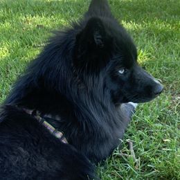Catori - Siberian Husky