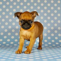 Orange collar girl - Red female Brussels Griffon puppy in Florida from Robin’s Griffons